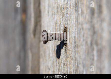 Une macro-photo détaillée se concentre sur un ongle vieilli et corrodé qui dépasse d'une surface en bois grise texturée, mettant en évidence sa texture rugueuse et le Banque D'Images