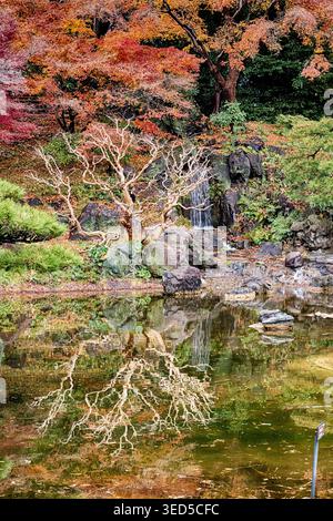 La couleur des feuilles d'automne sur les érables japonais met en valeur un arbre aride et une petite cascade dans les jardins nationaux de Tokyo. Banque D'Images