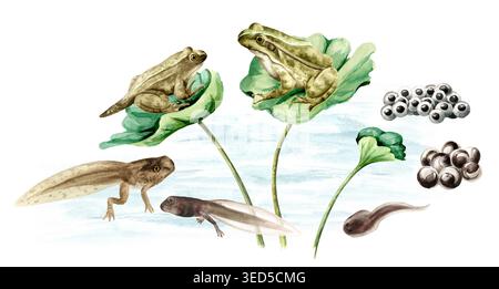 Cycle de vie des grenouilles dans l'habitat, modèle d'affiche éducative. Illustration originale d'aquarelle peinte à la main, isolée sur fond blanc Banque D'Images