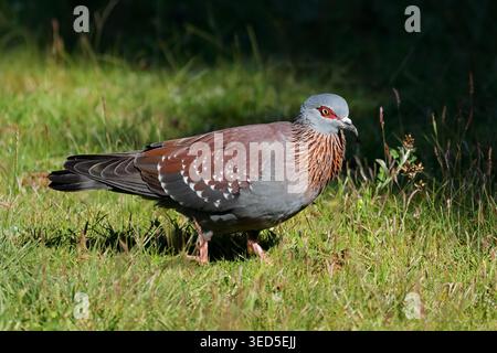 Gros plan d'un pigeon de roche (Columba Guinea) marchant sur l'herbe verte, Afrique du Sud Banque D'Images