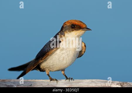 Une hirondelle à queue métallique (Hirundo smithii) perchée contre un ciel bleu clair, Botswana Banque D'Images
