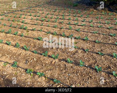 Jeunes plantes poussant avec un système d'irrigation goutte à goutte dans l'agriculture en sol sec Banque D'Images