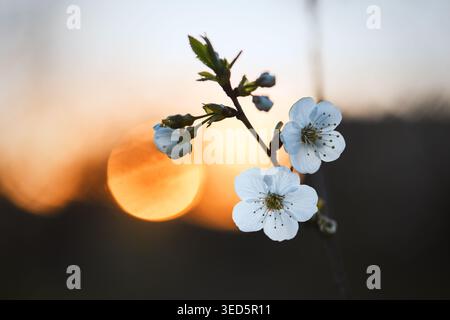 Cerisier blanc en fleurs au coucher du soleil, orbe bokeh doré chaud derrière des pétales translucides, veines rétro-éclairées et lumière douce sur le bord, ambiance de jardin intime avec peu de profondeur Banque D'Images
