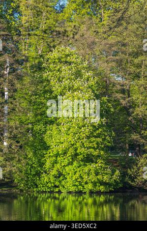 Châtaignier vert luxuriant en pleine floraison à côté d'un lac réfléchissant tranquille Banque D'Images