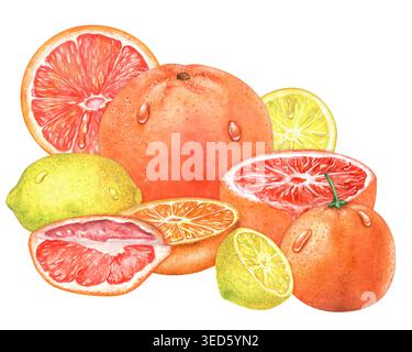 Aquarelle peinte à la main pamplemousse, citron, mandarine et tranches d'orange, assortiment d'agrumes juteux et de segments. Illustration isolée pour Banque D'Images