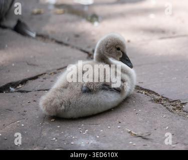 Biodiversité - Cygnus atratus - bébé d'un cygne noir. Photo de haute qualité Banque D'Images