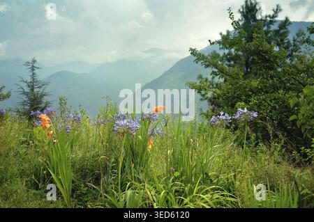 Fleurs dans le pré sur fond de montagne dans la vallée de Kullu. Nicholas Roerich Naggar, vallée de Kullu, Himachal Pradesh, Inde Banque D'Images