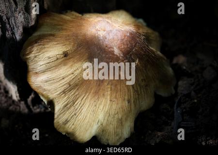 Champignons délicats sur écorce sombre Banque D'Images