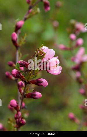 Belles fleurs d'amandes roses sur Branch dans Spring Garden Banque D'Images