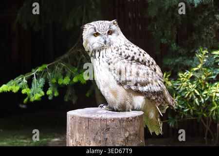 Un aigle-hibou eurasien (Bubo bubo) perché sur une souche d'arbre, montrant ses yeux orange frappants, ses touffes de plumes et son plumage brun et crème détaillé Banque D'Images