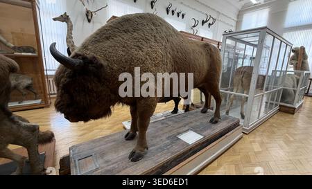 Taxidermie bison américain avec corps massif et fourrure épaisse, vue complète du corps. Banque D'Images