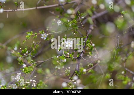 Fleur élégante sur branche mince. Image nette de fleur blanche sur tige délicate. Photographie claire capturant la fleur blanche immaculée sur branche mince Banque D'Images