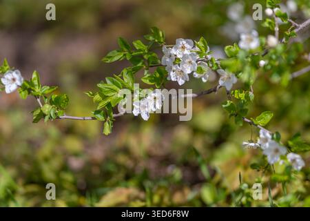 Scène de mousse fleurie. Vue douce sur les fleurs émergeant d'un terrain mousselé. Perspective vers le haut capturant des fleurs délicates émergeant de la mousse luxuriante surfac Banque D'Images