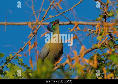 Turaco à crête violette (Gallirex porphyreolophus) dans une forêt riveraine du Cnetral Malawi, Afrique Banque D'Images