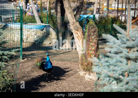 Perle indien Pavo cristatus mâle avec de longues plumes de queue perchées sur l'arbre et un autre paon sur le sol dans l'enceinte du zoo. Captivité de la faune et anim Banque D'Images