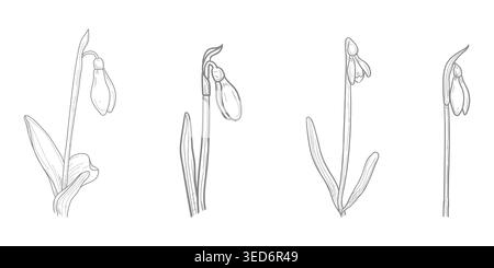 Gouttes de neige, fleurs de printemps, croquis dessinés à la main. illustration vectorielle. Un ensemble de silhouettes de primroses isolées sur un fond blanc Illustration de Vecteur