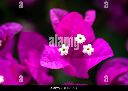 Gros plan détaillé capturant les teintes magenta intenses d'un amas de bougainvilliers à Castro Marim au Portugal. L'image met en valeur t Banque D'Images