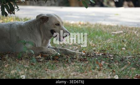 Chien blanc errant reposant sur de l'herbe sous l'abat-jour Banque D'Images