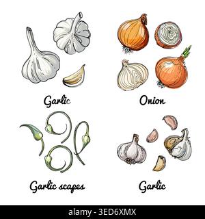 Icônes alimentaires vectorielles de légumes et d'épices, herbes. Croquis coloré de produits alimentaires. Oignon Illustration de Vecteur