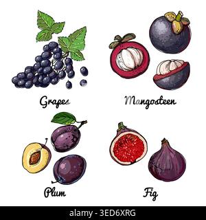 Icônes de nourriture vectorielle de fruits. Croquis coloré de produits alimentaires. Raisins, mangoustan, prune, figues Illustration de Vecteur