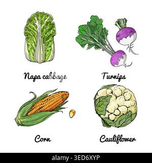 Icônes alimentaires vectorielles de légumes et d'épices, herbes. Croquis coloré de produits alimentaires. Chou chinois, navets, maïs, Illustration de Vecteur