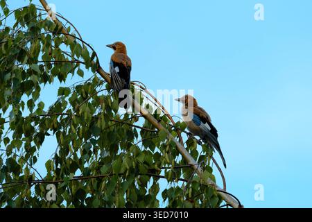 Deux geais sur une branche. Banque D'Images