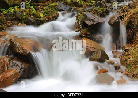Une douce cascade coule sur des pierres humides et colorées entourées d'un feuillage vert luxuriant et de feuilles d'automne dans un cadre boisé tranquille Banque D'Images
