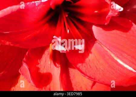 Fleur rouge éclatante d'amaryllis double (Hippeastrum) capturée dans des détails macro nets avec une texture riche en pétales. Banque D'Images