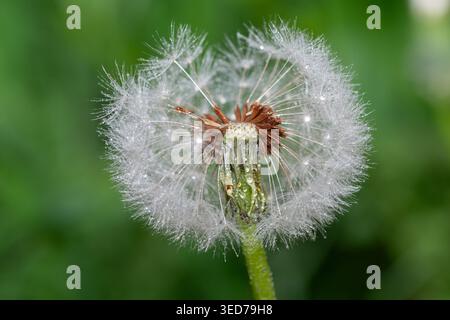 Une photo macro d'une tête de pissenlit floue avec ses graines dispersées, placée sur un fond vert et recouverte de gouttelettes d'eau après la pluie ou la rosée. Banque D'Images