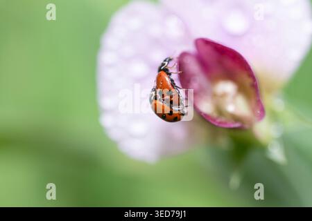 Deux coccinelles accrochées l'une à l'autre parmi les feuilles rassemblées sur une fleur de pois sauvage rose et violette recouverte de rosée. Banque D'Images