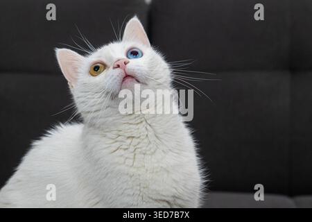 Un cliché en bas angle d'un chat blanc avec deux couleurs d'yeux différentes, regardant vers le haut avec curiosité, son expression faciale focalisée et adorable. Banque D'Images