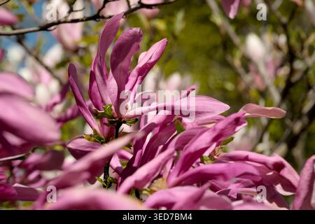 Les délicates fleurs de magnolia rose balancent doucement sous un ciel bleu clair au printemps. Banque D'Images
