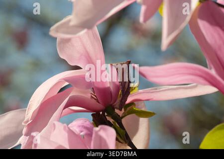 Les pétales de magnolia rose doux dansent sous la lumière chaude du soleil printanier, révélant la beauté de la nature. Banque D'Images