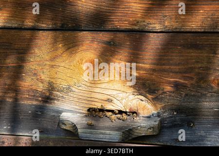 Abeilles à miel essayant à l'entrée de la vieille ruche en bois dans le jardin d'été. Vue rapprochée des abeilles domestiques sur la planche d'atterrissage. Apiculture traditionnelle, apicultur Banque D'Images