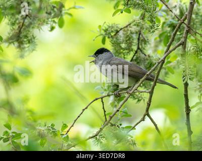 Chapeau noir commun (Sylvia atricapilla), oiseau mâle chantant pendant qu'il est perché dans un arbre pendant mai ou printemps, West Sussex, Angleterre, Royaume-Uni Banque D'Images