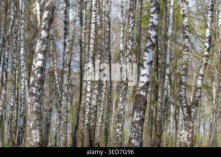 Troncs de bouleau denses formant un motif vertical à travers la forêt, texture d'écorce monochrome, rythme répétitif, scène de forêt sereine adaptée pour le fond, t Banque D'Images