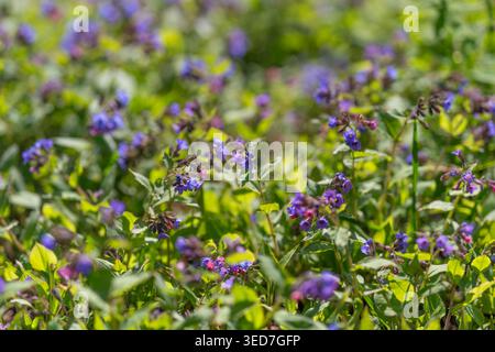 Tapis de lavande de fleurs violettes en fleurs, vue panoramique expansive du champ, feuillage frais mélangé, mouvement subtil de la brise, habitat pour les petits insectes, Banque D'Images