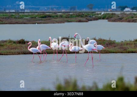 Vue latérale du troupeau de flamants roses dans le parc naturel du delta de l'Èbre, Tarragone, Catalogne, Espagne Banque D'Images