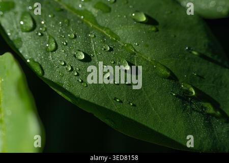 Une superbe photo macro capturant des gouttes de rosée matinale limpides reposant sur la surface d'une feuille verte éclatante. La texture détaillée du plan Banque D'Images