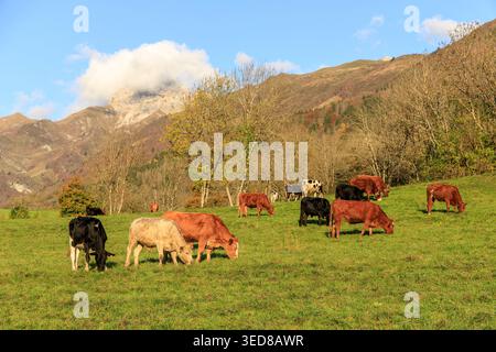 Savoie, France, Parc naturel régional du massif des Bauges, Jarsy, les vaches paissent sur les pâturages Banque D'Images