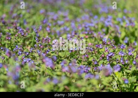 Tapis de fleurs sauvages violettes prairie ensoleillée, vue en bas angle des fleurs violettes denses et des feuilles vertes brillantes, fond bokeh doux, lumière dorée chaude, Banque D'Images