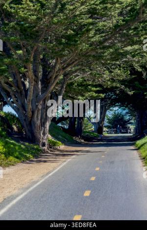 Cypress Tree tunnel à Monterey Banque D'Images