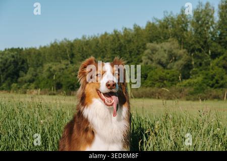 Le berger australien est assis dans les hautes herbes avec la langue à la lumière chaude du soleil. Idéal pour les soins des animaux de compagnie, la nourriture pour chiens, vétérinaire, de formation et la publicité de style de vie. Banque D'Images