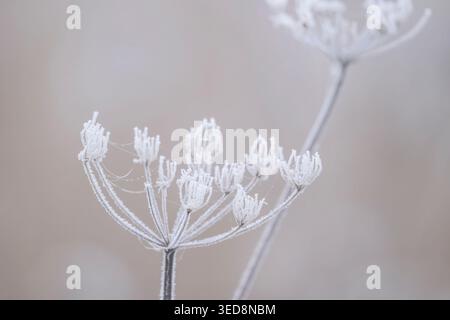 Plante d'ombellifère congelée couverte de gel avec des cristaux de glace délicats dans la lumière douce de l'hiver, Royaume-Uni Banque D'Images