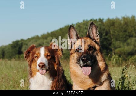 Deux chiens Berger allemand et australien assis ensemble dans l'herbe d'été face à la caméra. Parfait pour le soin des animaux de compagnie, la compagnie, vétérinaire et la famille Banque D'Images
