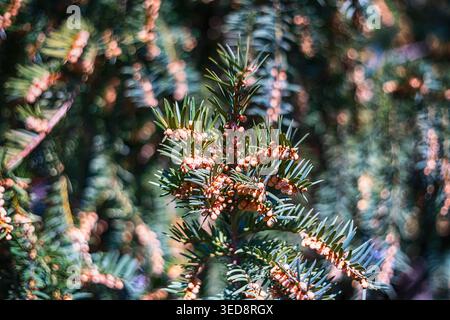 Canadian Hemlock in Bloom Bubble bokeh pour publication botanique et décoration de jardin Banque D'Images