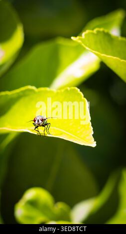 Une vue macro détaillée capture une mouche perchée sur une feuille vert vif, mettant en valeur ses caractéristiques complexes et le feuillage luxuriant environnant Banque D'Images