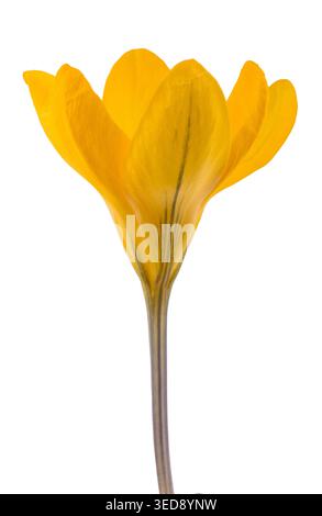 Gros plan d'une fleur de crocus jaune éclatante isolée sur fond blanc, symbole du printemps, de la fraîcheur et du renouveau. Image botanique très détaillée idéale Banque D'Images