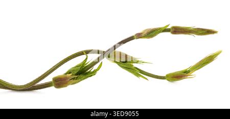 Pousses de houblon vert fraîches isolées sur un fond blanc, ingrédient naturel utilisé dans la cuisine gastronomique et les applications à base de plantes, composition minimale avec hi Banque D'Images