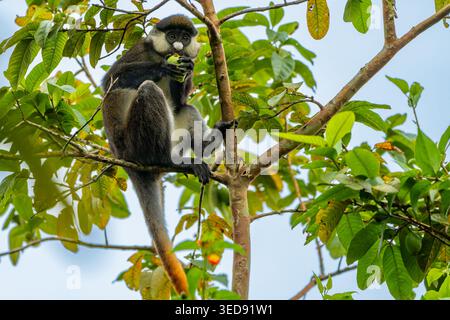 Singe à queue rouge (Cercopithecus ascanius), également connu sous le nom de singe à nez blanc à joues noires, guénon à queue rouge, singe à queue rouge ou guénon de Schmidt. Banque D'Images
